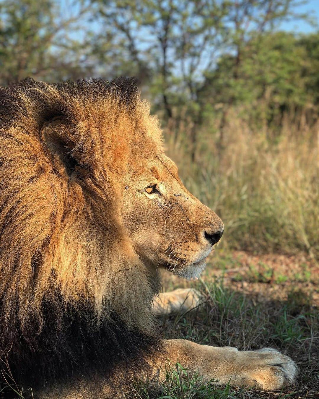 Kevin Richardson LionWhisperer さんのインスタグラム写真 - (Kevin Richardson LionWhisperer Instagram)「Many people I’ve chatted to lately didn’t know that the scientific name for a lion is Panthera leo.  Ok, there you have it. For those really wanting to challenge their grey matter and further their Panthera leo knowledge, there are two sub species. What are they? Answers in comments below. Correct answer will be indicated by a like from me」6月20日 11時58分 - lionwhisperersa