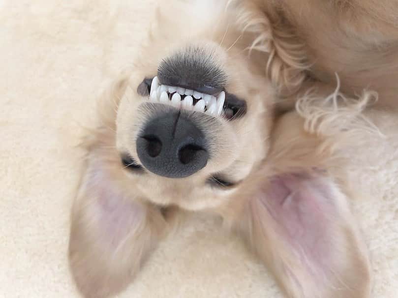 PECO いぬ部さんのインスタグラム写真 - (PECO いぬ部Instagram)「. 「笑顔なら任せて…💤」 #芸能人は歯が命 #ワンコだって #負けてられない😤 #アムくんの歯は #寝ているときだって #輝いているのだ🤩✨ #regram：@amuamu_k.r  素敵な写真を投稿してくださったのは…﻿ @amuamu_k.r さん 他にも素敵なお写真がたくさんあるので、ぜひ遊びに行ってみてください♪﻿ ﻿ #pecoいぬ部 をつけて投稿すると…﻿ PECOで楽しくご紹介させていただきます😁🦷✨」6月20日 11時59分 - pecodogs