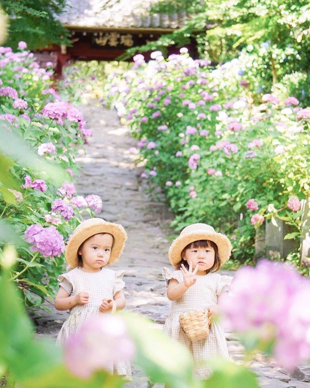 タビスルキッズのインスタグラム：「こんにちは😊 現在、「初夏」を楽しんでいるお写真・動画を募集中です✨ 本日の #タビスルキッズ はこちら💕 📷 @1019_cocoさん 🚩愛知県・「瑞雲山 本光寺」 🎙ご本人コメント 2人とも人が少なくなるタイミングまで お利口さんにとどまってくれて 手を振るサービス付きだった( ˘͈ ᵕ ˘͈ )♡ * * あじさいの里の帰りに寄ったけど ここだけでも全然満足できるくらい たくさん咲いてた〜❁ ﻿﻿﻿﻿﻿＊＊＊＊＊＊ 「手を振るサービス」かわいいです😆 いつも、素敵なお写真ありがとうございます💕」