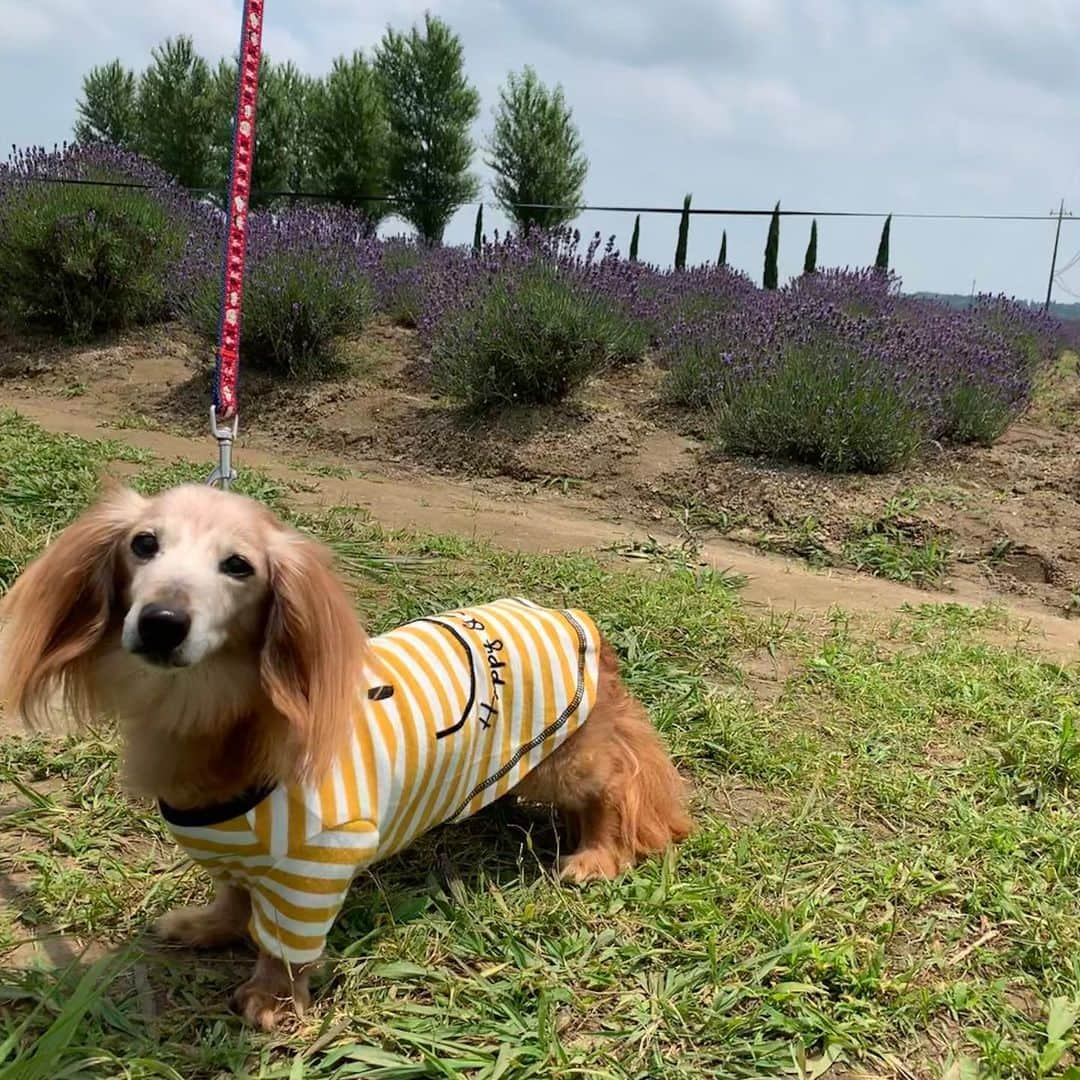 向日葵?さんのインスタグラム写真 - (向日葵?Instagram)「北海道に来たみたい😁 ラベンダーの香りがいい匂い💕 ＊ #犬#ダックス#ダックスフンド#ミニチュアダックス#dachs#いぬぐみ📛#pecoいぬ部#シニア犬 #よく寝るシニア犬#わんぱく部#サンデイ#todayswanko #east_dog_japan #ボンボンハイスクール#ラベンダー」6月20日 12時18分 - hinata.miyuki