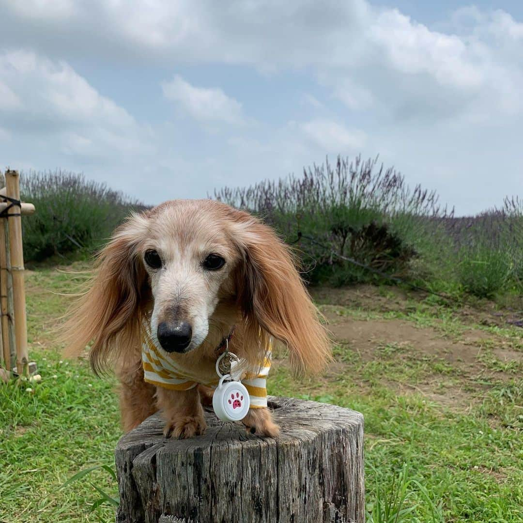 向日葵?さんのインスタグラム写真 - (向日葵?Instagram)「北海道に来たみたい😁 ラベンダーの香りがいい匂い💕 ＊ #犬#ダックス#ダックスフンド#ミニチュアダックス#dachs#いぬぐみ📛#pecoいぬ部#シニア犬 #よく寝るシニア犬#わんぱく部#サンデイ#todayswanko #east_dog_japan #ボンボンハイスクール#ラベンダー」6月20日 12時18分 - hinata.miyuki