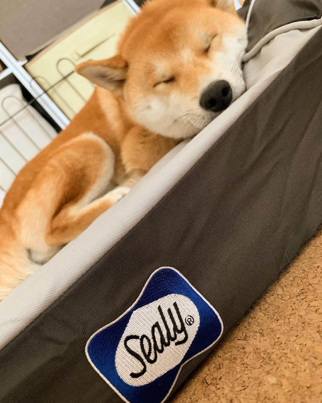 大山加奈さんのインスタグラム写真 - (大山加奈Instagram)「. . sealyさまよりだいずにと ドッグベッドをいただきました‼︎ . . わたしも座ってみましたが とっても気持ち良くて わたしが寝たいくらい‼︎‼︎ . . マットの気持ち良さは だいずのこの嬉しそうなお顔と 即寝してる寝顔から 伝わると思います‼︎ . . だいず、よかったねー☺️💓 . . sealyさまありがとうございます😊‼︎ . . #sealy #シーリー #シーリードッグベッド #ドッグベッド #犬用ベッド  #だいず #だいず🐕💓 #豆柴 #豆柴部  #柴犬 #しばいぬ  #犬のいる暮らし#🐶 #🐕#いぬすたぐらむ #ワンスタグラム #しばすたぐらむ #mameshiba#shibainu#shibastagram #柴犬好きさんと繋がりたい #柴犬のいる暮らし #柴犬ライフ」6月20日 12時17分 - kanaoyama0619