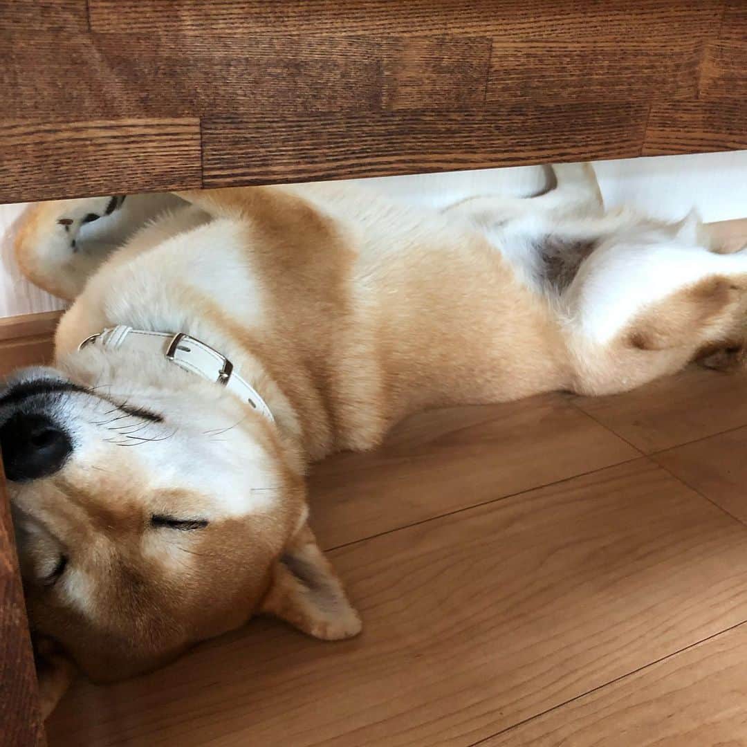 舞名里音さんのインスタグラム写真 - (舞名里音Instagram)「zzz にゃん  #zzz #お昼寝日和 #すーぴー  #きもちよか #ごろにゃん #にゃん #おやすみなさい #犬のいる暮らし #わんこ部 #犬の気持ち  #じゃじゃまる日記 #柴犬」6月20日 12時33分 - maina_rion