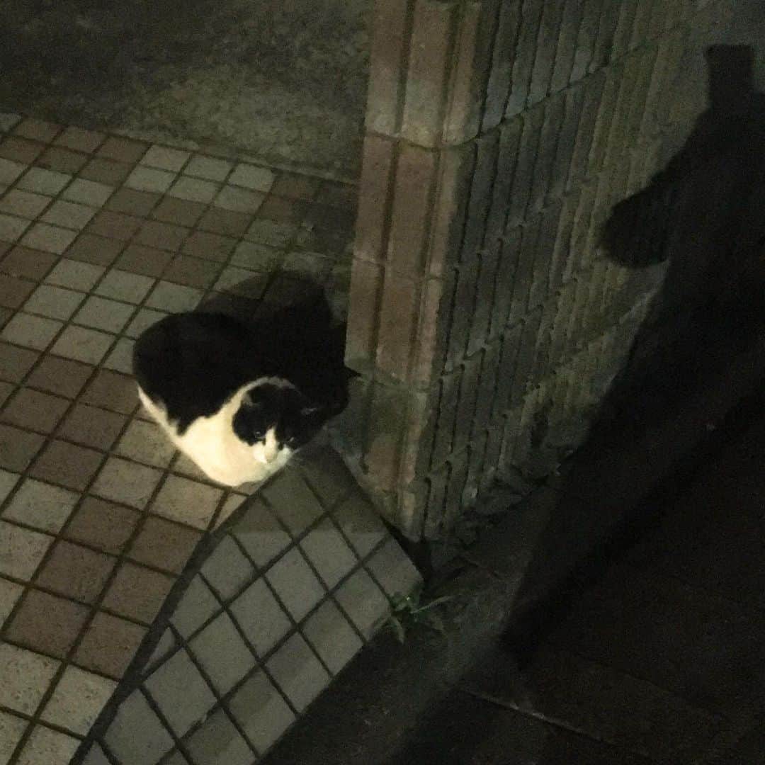 金巻ともこさんのインスタグラム写真 - (金巻ともこInstagram)「夜の猫と影の私 #cat #野良猫」6月20日 12時38分 - tomotomoco