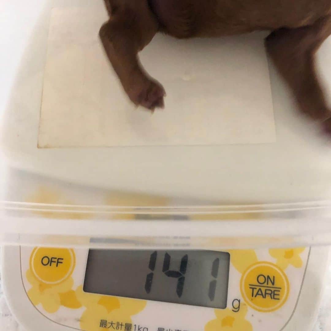 ももちゃん & まろんたんのインスタグラム：「成長の記録❤️ ・ ・ #dog #dogs #dogstagram #poodle #poodles #poodlelove #poodleclub #toypoodle #toypoodles #toypoodlelove #toypoodleclub #east_dog_japan #all_dog_japan #ig_poodle #poodlesofficial #ふわふわ #ふわもこ部 #トイプードル #トイプードル部 #トイプードル大好き #トイプードル多頭飼い #まろんたん #ティーカッププードル #わんこなしでは生きていけません会 #pecoいぬ部 #joker六本木ヒルズ店 #トリミング #ももちゃん #toypoodleofficial #犬のいる暮らし」