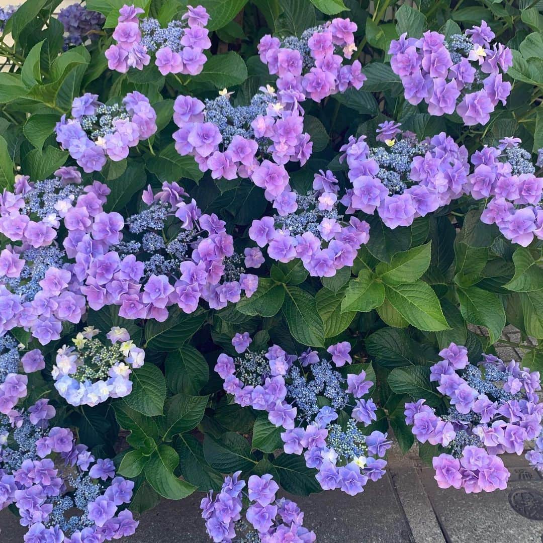 中村優さんのインスタグラム写真 - (中村優Instagram)「なんて可愛いお花なのでしょう💜💙💜💙」6月20日 13時00分 - nkmr_yu