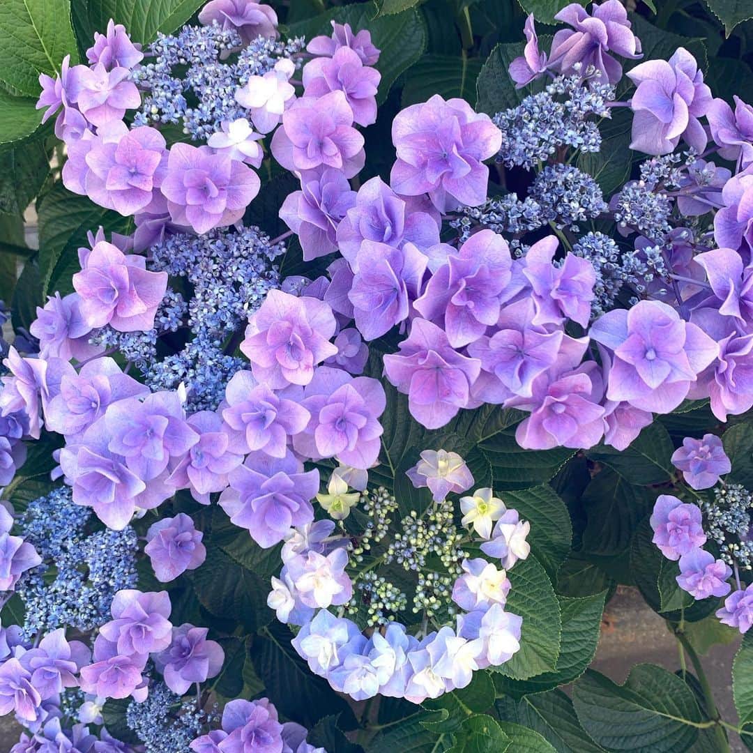 中村優さんのインスタグラム写真 - (中村優Instagram)「なんて可愛いお花なのでしょう💜💙💜💙」6月20日 13時00分 - nkmr_yu