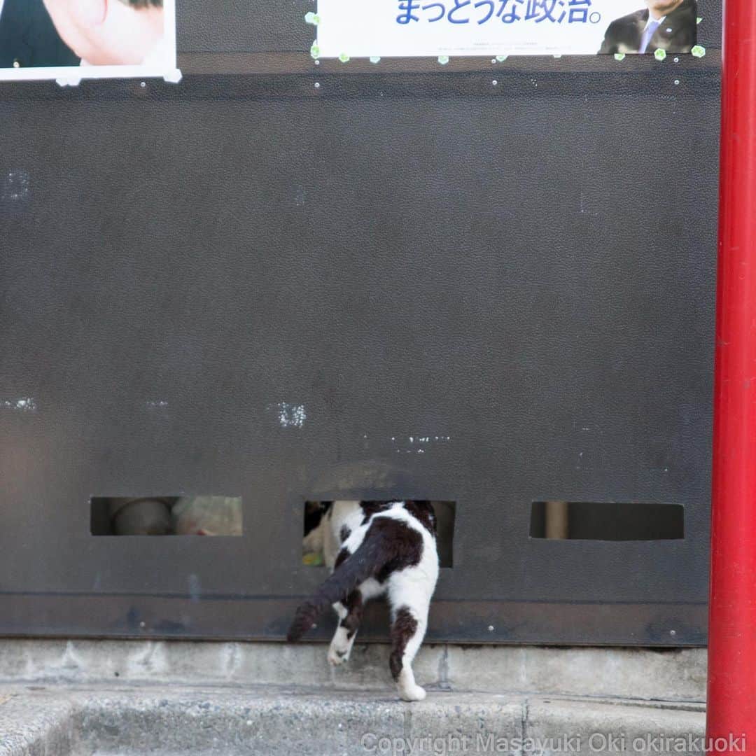 Masayukiさんのインスタグラム写真 - (MasayukiInstagram)「顔は見えない。  #cat #ねこ」6月20日 13時55分 - okirakuoki
