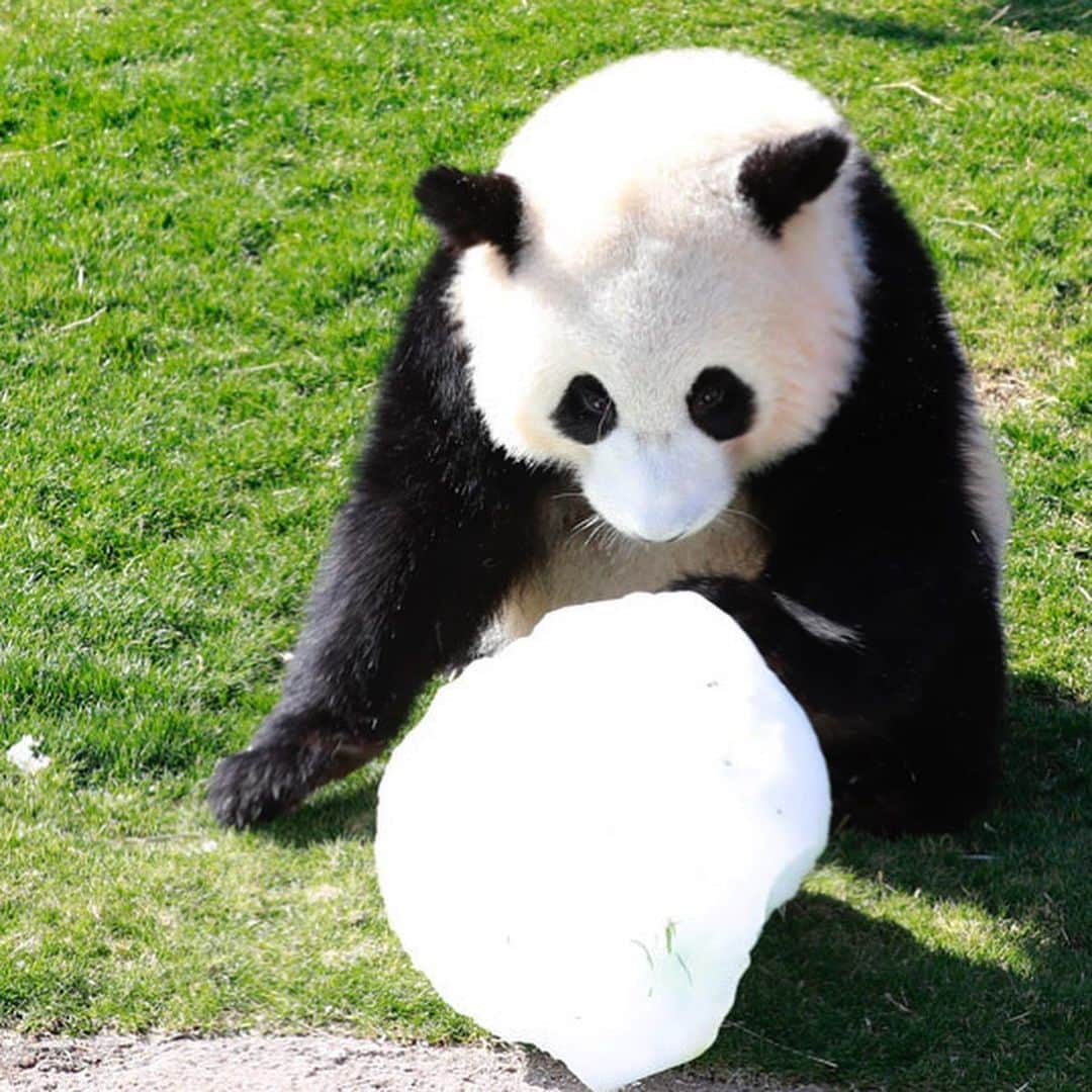 パンダ（白浜）さんのインスタグラム写真 - (パンダ（白浜）Instagram)「🐼 😊 #HELLOLITTLE 🐼🐼🐼 #ハローリトル #baby #pandamental #hellopanda #ハローパンダ #パンダグラビア and #panda #pandababy 🐼🐼🐼 ⭐︎『HELLO LITTLE』IN STORE NOW⭐️ 🍧🍧🍧🍧🍧🍧 #結浜 with 🍨🍨🍨 🍧🍧🍧🍧🍧🍧」6月21日 0時44分 - hellopanda_book