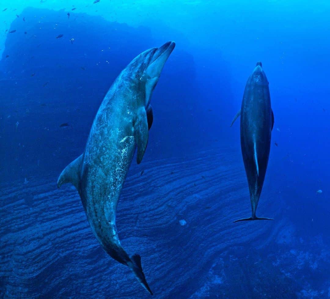 Thomas Peschakのインスタグラム：「Two curious bottlenose dolphins hover effortlessly as the current rages around the underwater volcanic pinnacle known as "El boiler". Situated off San Benedicto island, it lies in the heart of the  #Revillagigedo archipelago marine protected area, 240 miles south of Baja California, Mexico. I felt like I was exploring a underwater Jurassic Park, I felt small and everything around me loomed large, epic and ancient. Shot on assignment for @ NatGeo magazine for a September 2017 story focused on marine conservation successes in Mexico.@maresmexicanos #mexico #baja #dolphin #diving #conservation」