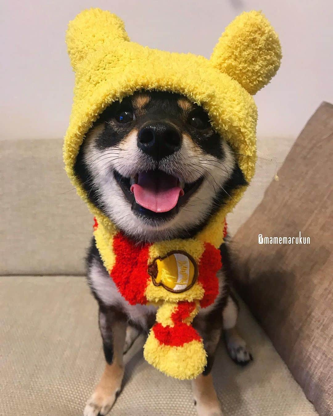 まめ丸のインスタグラム：「* * みんなはオリンピック当たったかな🐻⁉️ * I'm pooh🐶🐻💓 * #ぼくんちは全部はずれ #オリンピックビンボーになったらどうしようって #そんな心配いらなかったね🐶💓 * #柴犬#豆柴#柴#黒柴#犬#しばいぬ#shiba#shibainu#shibastagram#puppy#instadog#dogstagram#dog#pet#petstagram#adorable#cute#cutedog#worldofcutepets#dailyfluff#weeklyfluff#destiny#winniethepooh#pooh#ディズニー#くまのプーさん#プーさん」