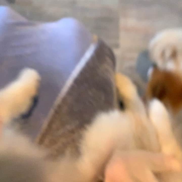 ジェニファー・ハドソンのインスタグラム：「animals got a lot of sense yal ! Over here trying to get my dog Grammy to do her physical therapy after her surgery and she’s doing it . Take a look. While Oscar her husband is pacing the floor worried about his wife Grammy . Look at him in the background」