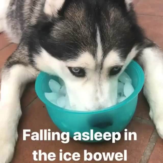 husky and malamuteのインスタグラム：「How can you cool down efficiently in summer.🤒🤒❄❄ follow @alaskandaily （Twitter：alaskandaily）for more cute pic and video.😜 ……………………………………………………………… From @huskyfuntimes ……………………………………………………………… #alaskan#malamute#alaskanmalamute#alaskanhusky#malamutesofinstagram#puppylife#puppylove#puppydog#puppylover#dogdays#malamutepuppy#huskies#huskeypuppy#huskeiesreq#siberian#huskeiesofig#dogslife#dogsofnyc#cutedog#cutedogs#huskeypics#huskeylovers#huskygram#huskeylove#huskiesofinstagram#dogsofnyc#husky#狗」