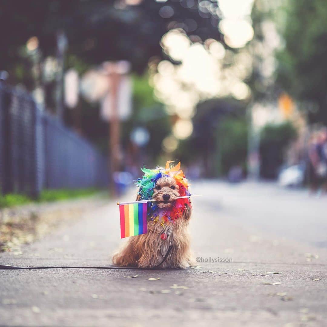 Holly Sissonのインスタグラム：「The rainbow lion boy! 🌈🦁🐶 #Havanesedog #pride #pride2019 #loveislove ~ See more of Oliver, and Alice & Finnegan, on their pet account @pitterpatterfurryfeet ~ Canon 1D X MkII + 85 f1.4L IS @ f1.4 (See my bio for full camera equipment information plus info on how I process my images. 😊)」