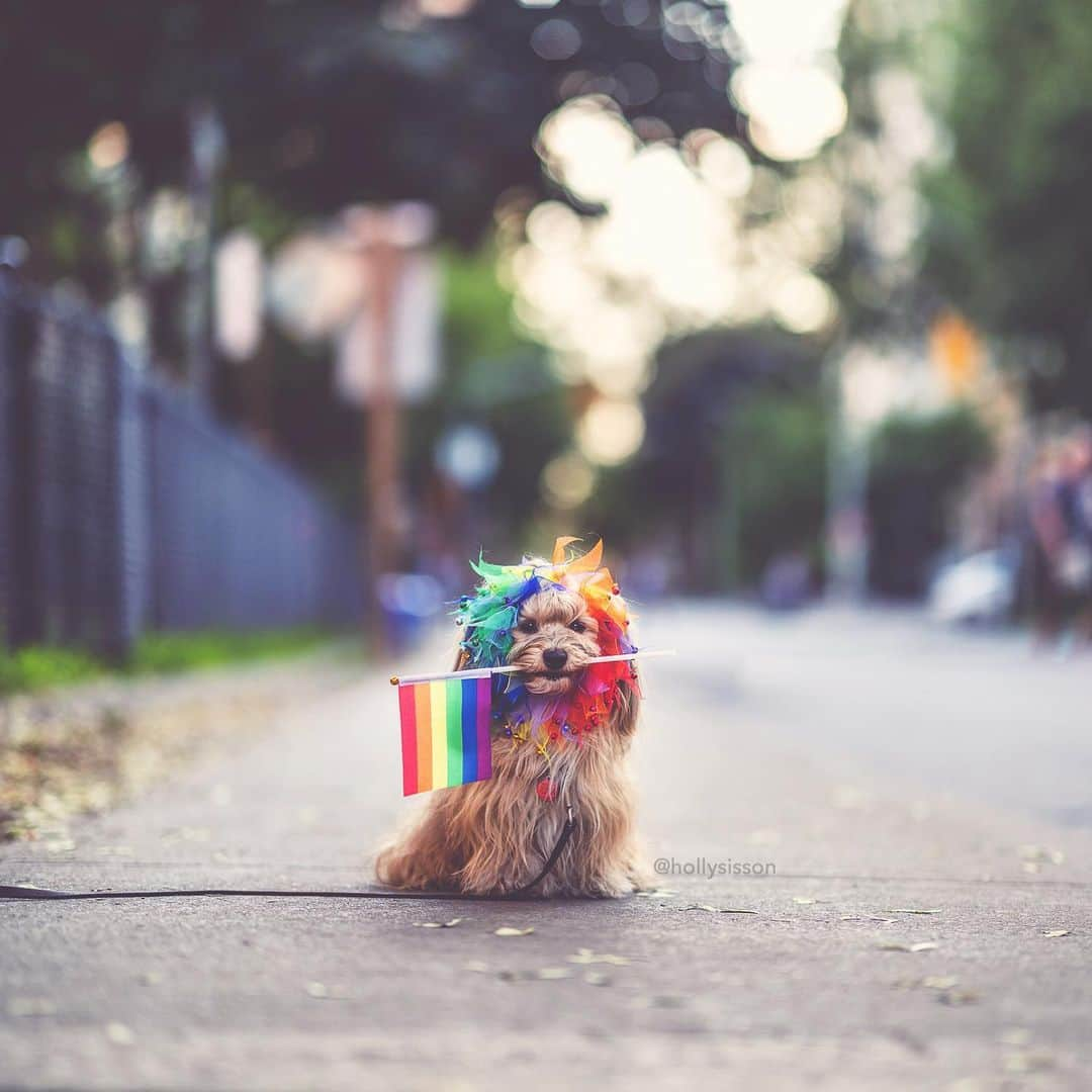 Holly Sissonさんのインスタグラム写真 - (Holly SissonInstagram)「The rainbow lion boy! 🌈🦁🐶 #Havanesedog #pride #pride2019 #loveislove ~ See more of Oliver, and Alice & Finnegan, on their pet account @pitterpatterfurryfeet ~ Canon 1D X MkII + 85 f1.4L IS @ f1.4 (See my bio for full camera equipment information plus info on how I process my images. 😊)」6月21日 0時07分 - hollysisson