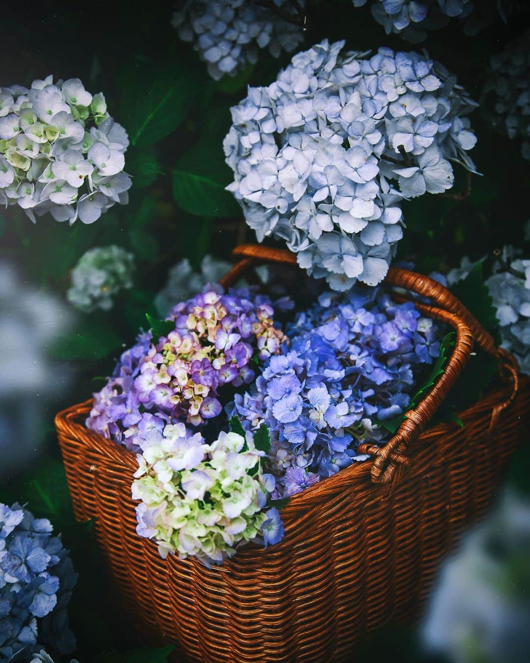 柳澤麻衣さんのインスタグラム写真 - (柳澤麻衣Instagram)「My garden Hydrangea are in full bloom. Have a lovely summer evening 💙✨ . 今年は紫陽花の葉が虫に食べられてしまいましたが、花は綺麗に咲きました😂」6月21日 0時04分 - toile_blanche