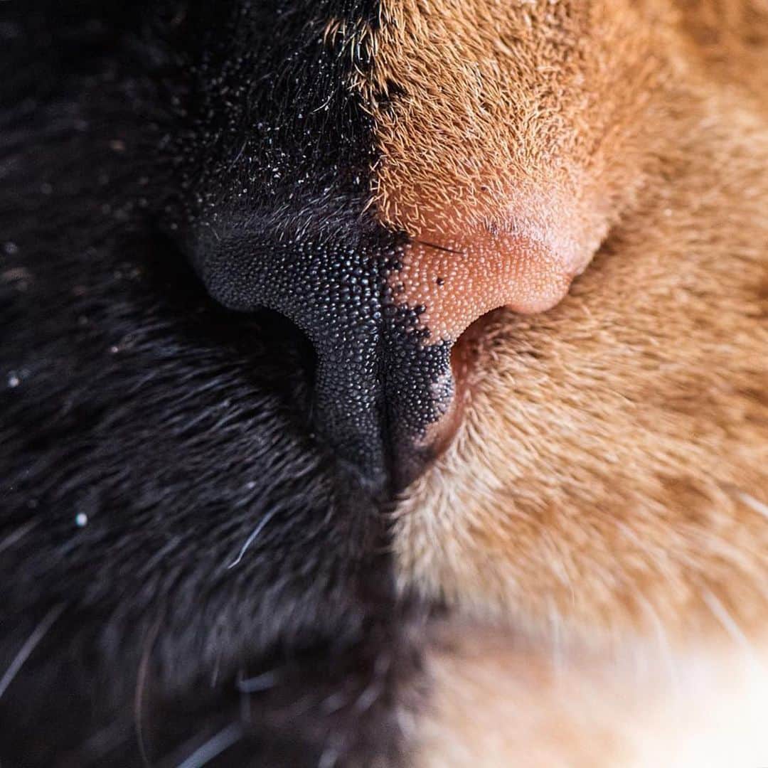 Venus Cat さんのインスタグラム写真 - (Venus Cat Instagram)「Double boop this nose right on the line for good luck this #tbt! 🖤🧡 . 📷 by @iamthecatphotographer from 2016 when he & @kittenxlady came to see me while they were in Florida doing a workshop on kitten rescue! Proud to call them our furriends! 😽❤️ #noseboop #macro #twoface #macromonday」6月21日 0時20分 - venustwofacecat