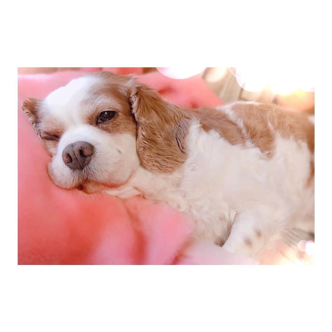 愛加あゆさんのインスタグラム写真 - (愛加あゆInstagram)「ラムちゃんにも会いたいなぁ。 #ラム #犬 #dog #キャバリア #犬アレルギーに負けない #愛加あゆ」6月21日 0時20分 - manaka_ayu