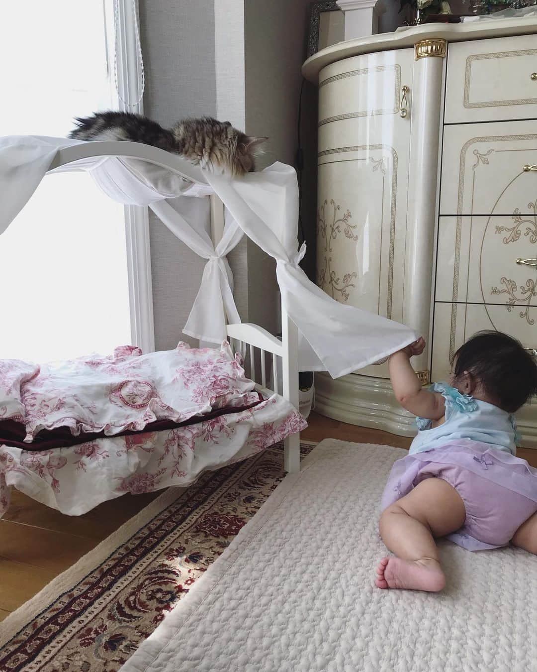 マンチカンのココ王子さんのインスタグラム写真 - (マンチカンのココ王子Instagram)「お嬢の使わなくなったおもちゃ、ボクが使うにゃ😼  猫ベッドへの襲撃が始まった😓  #ミヌエット#cat#catstagram#猫#猫のいる暮らし#猫と赤ちゃん#進撃の巨人」6月20日 15時41分 - cocolog_cat
