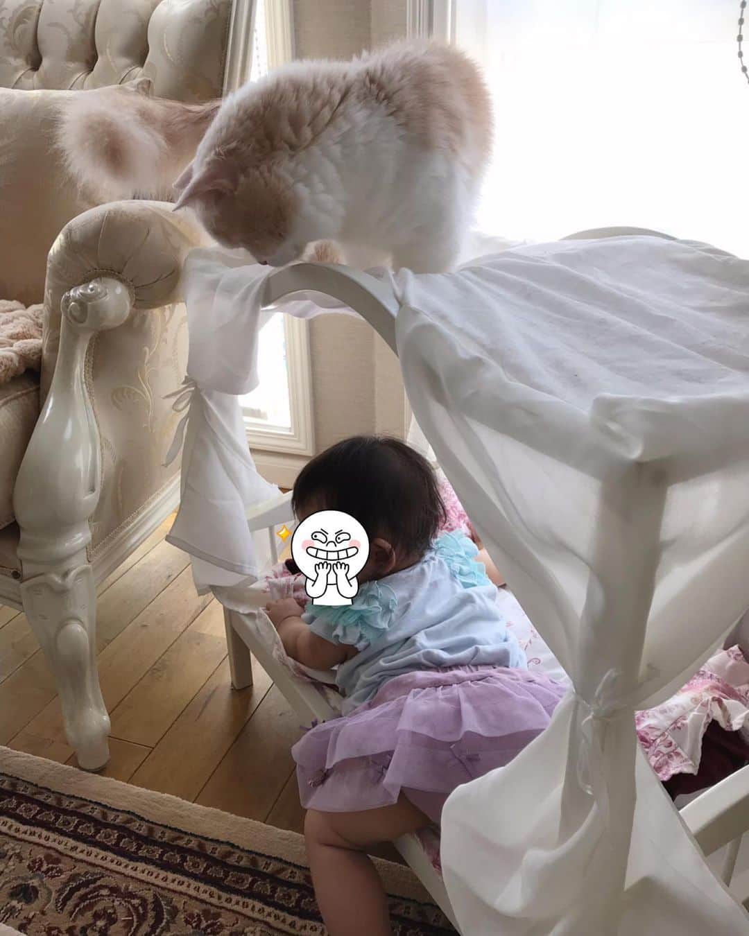 マンチカンのココ王子さんのインスタグラム写真 - (マンチカンのココ王子Instagram)「お嬢の使わなくなったおもちゃ、ボクが使うにゃ😼  猫ベッドへの襲撃が始まった😓  #ミヌエット#cat#catstagram#猫#猫のいる暮らし#猫と赤ちゃん#進撃の巨人」6月20日 15時41分 - cocolog_cat