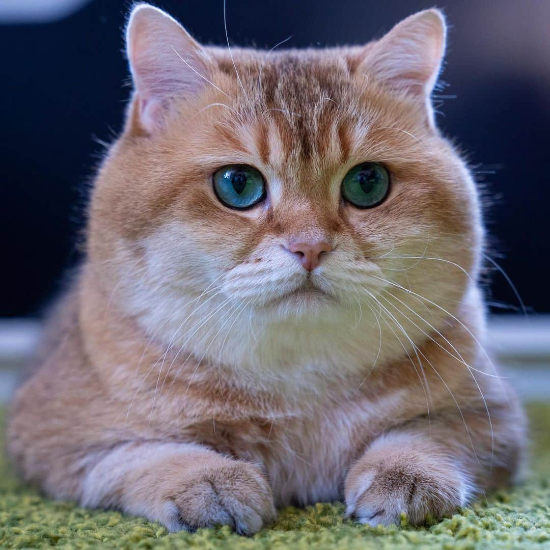 Hosicoさんのインスタグラム写真 - (HosicoInstagram)「I'm sitting for my portrait 👩🏻‍🎨」6月20日 15時56分 - hosico_cat