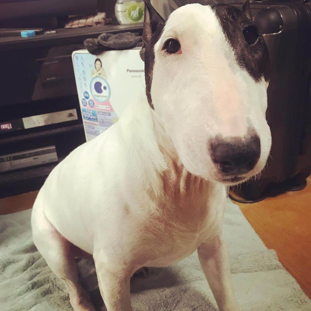 Q太郎さんのインスタグラム写真 - (Q太郎Instagram)「#minituru#bull#terrier#minibullterrier#miniturubullterrier#dog#dogstagram#cute#qtaro#love#family#ミニチュア#ブルテリア#ミニチュアブルテリア#Q太郎」6月20日 15時58分 - qtaro.jun