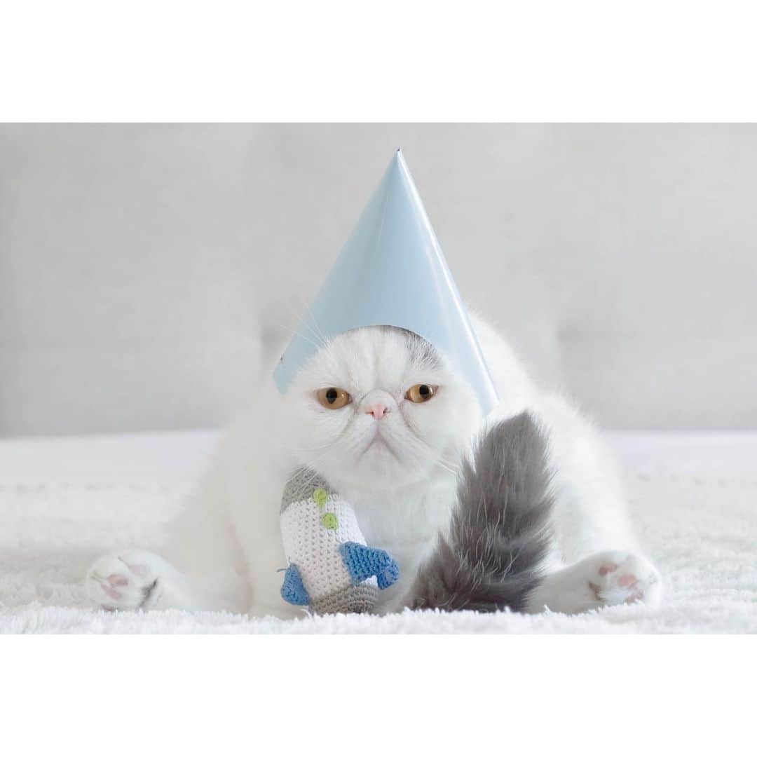 annie&pADdinGtoNさんのインスタグラム写真 - (annie&pADdinGtoNInstagram)「Not sure if I’m ready for terrible twos, what was the last few years? A warm up? #happybirthday #harold #happyharold #haroldsbirthdayparty #cat #cats #catsofinstagram #exoticshorthair #kitty #weeklyfluff #grumpycat #instagood #itsmypartyandillcryifiwantto #rocket #catladylife #iloveyou #2」6月20日 16時05分 - anniepaddington