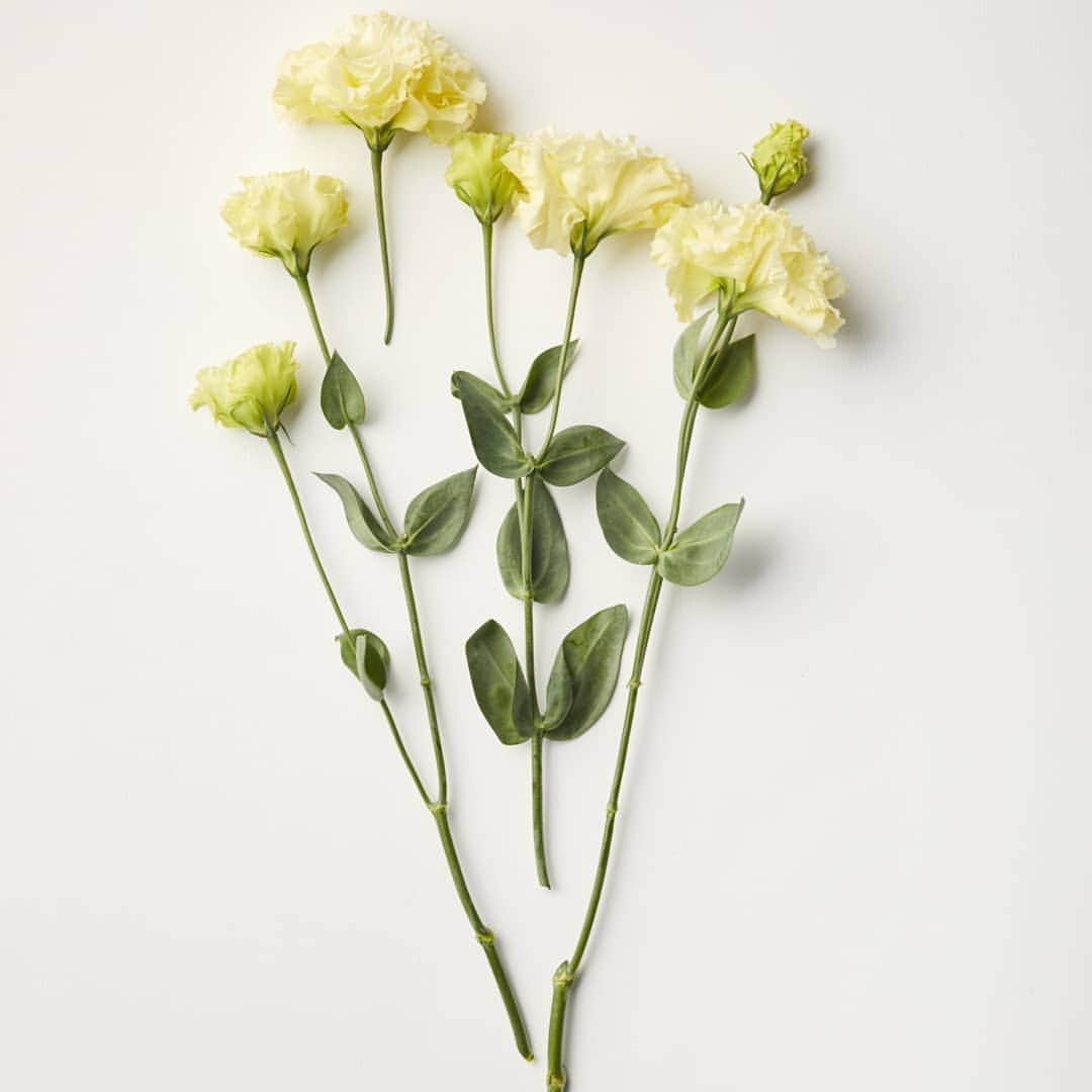 青山フラワーマーケットのグルメインスタ