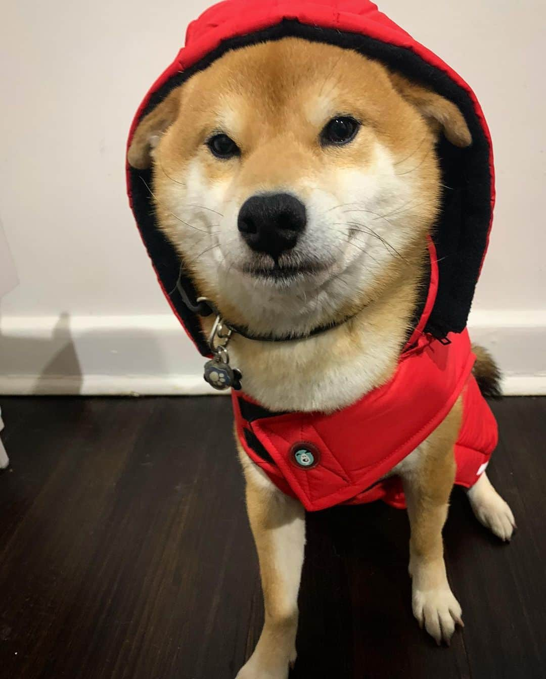 Shibainu Pontaさんのインスタグラム写真 - (Shibainu PontaInstagram)「It’s cold and rainy days in Melbourne. Ponta kept hiding under the bed when I ask him go for a walk. Now he is good to go! 最近寒くて雨がよく降るメルボルン。散歩行く？って聞いたらすぐにベッド下に隠れちゃうぽんしゃん。でもこれで完璧だ！ . #嫌そうにみえる？ #柴犬#ぽん太#メルボルン#オーストラリア#ふわもこ部#Melbourne#Australia#shiba#shibainu#ponta#kawaii#inu#Japanesedog#海外生活#doggy#日本#墨爾本#shiba_snap」6月20日 16時19分 - pontasyk