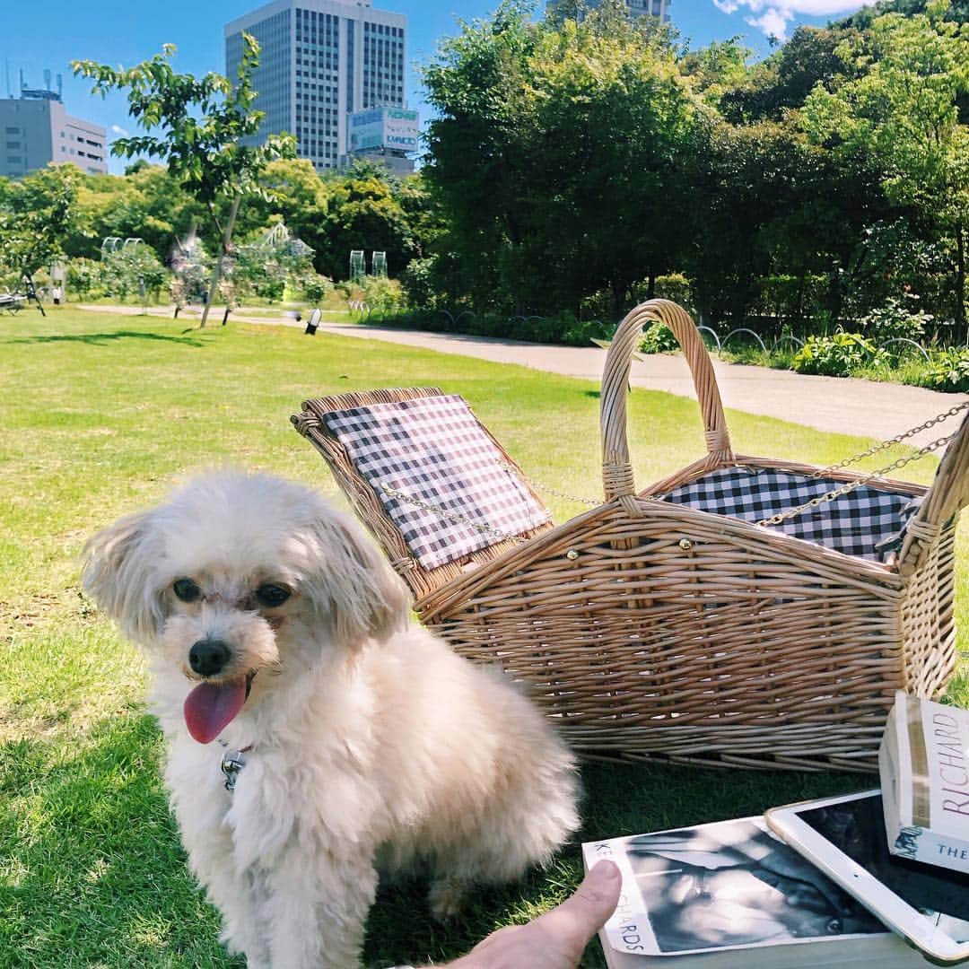 May Pakdee メイ パクディさんのインスタグラム写真 - (May Pakdee メイ パクディInstagram)「A beautiful park for Peanut near our new home 🙈💕 #maltipoo #maltese #poodle #dogs #puppies #instadog #photooftheday #マルプー #マルチーズ #プードル #ミックス犬 #ピクニック」6月20日 16時22分 - maypakdee