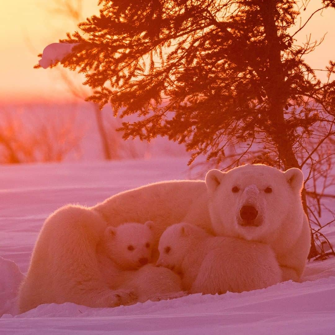 National Geographic Travelさんのインスタグラム写真 - (National Geographic TravelInstagram)「Photo by @daisygilardini | A mother bear with her two newborns rests in a day den while on her way to the frozen ice of Hudson Bay. Once she leaves the maternity den and the trek begins, she will stop periodically to nurse and rest. Day dens are wind-protected areas where snowdrifts and surrounding trees create a natural shelter from the elements. Follow me @daisygilardini for more images and behind-the-scenes stories. #polarbear #bear #polar #wapusknationalpark #motherhood」6月20日 16時31分 - natgeotravel