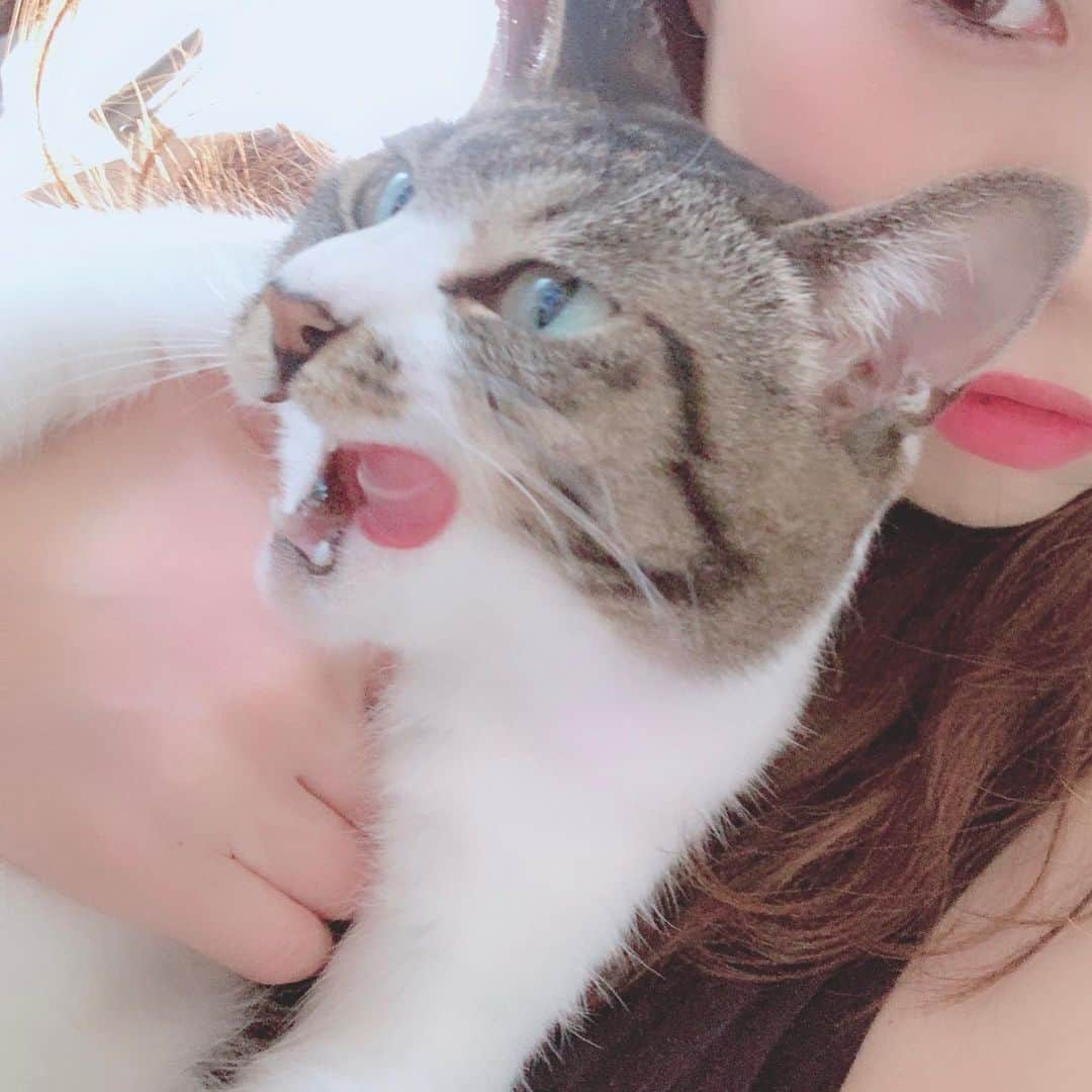 前田友理香さんのインスタグラム写真 - (前田友理香Instagram)「なぁたん、詐欺。 ママちゃんも詐欺。  あぁ、かわゆいなぁ♡♡♡ #ななな #愛猫 #猫 #毛深い赤ちゃん」6月20日 16時39分 - yurikamaeda