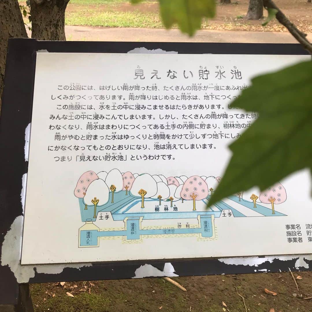 櫛引彩香さんのインスタグラム写真 - (櫛引彩香Instagram)「散歩というか徘徊。最近は自転車によく乗ってるから、久しぶりに歩いた。バラの名前が色々🌹」6月20日 17時34分 - sayakakushibiki