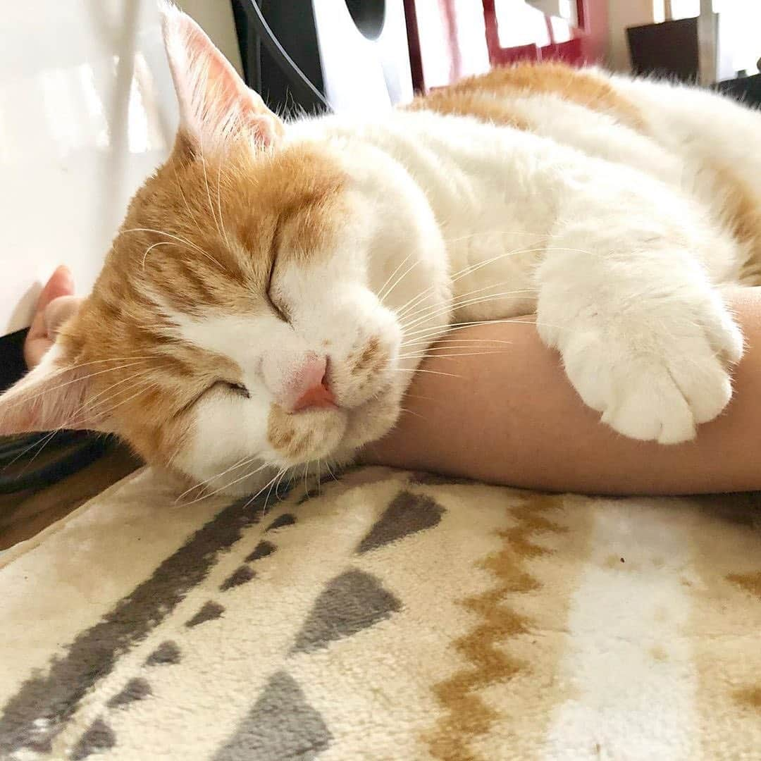 PECOねこ部さんのインスタグラム写真 - (PECOねこ部Instagram)「. 「この枕最高にゃ💕」 #飼い主さんの #腕枕は #うずらくんの #特等席💺 #満足するまで #離さない😎✨ #regram：@uzuraship  素敵な写真を投稿してくださったのは…﻿ @uzuraship さん﻿ 他にも素敵なお写真がたくさんあるので、ぜひ遊びに行ってみてください♪﻿ ﻿ #ペコねこ部 をつけて投稿すると…﻿ PECOで楽しくご紹介させていただきます🛌」6月20日 17時40分 - pecocats