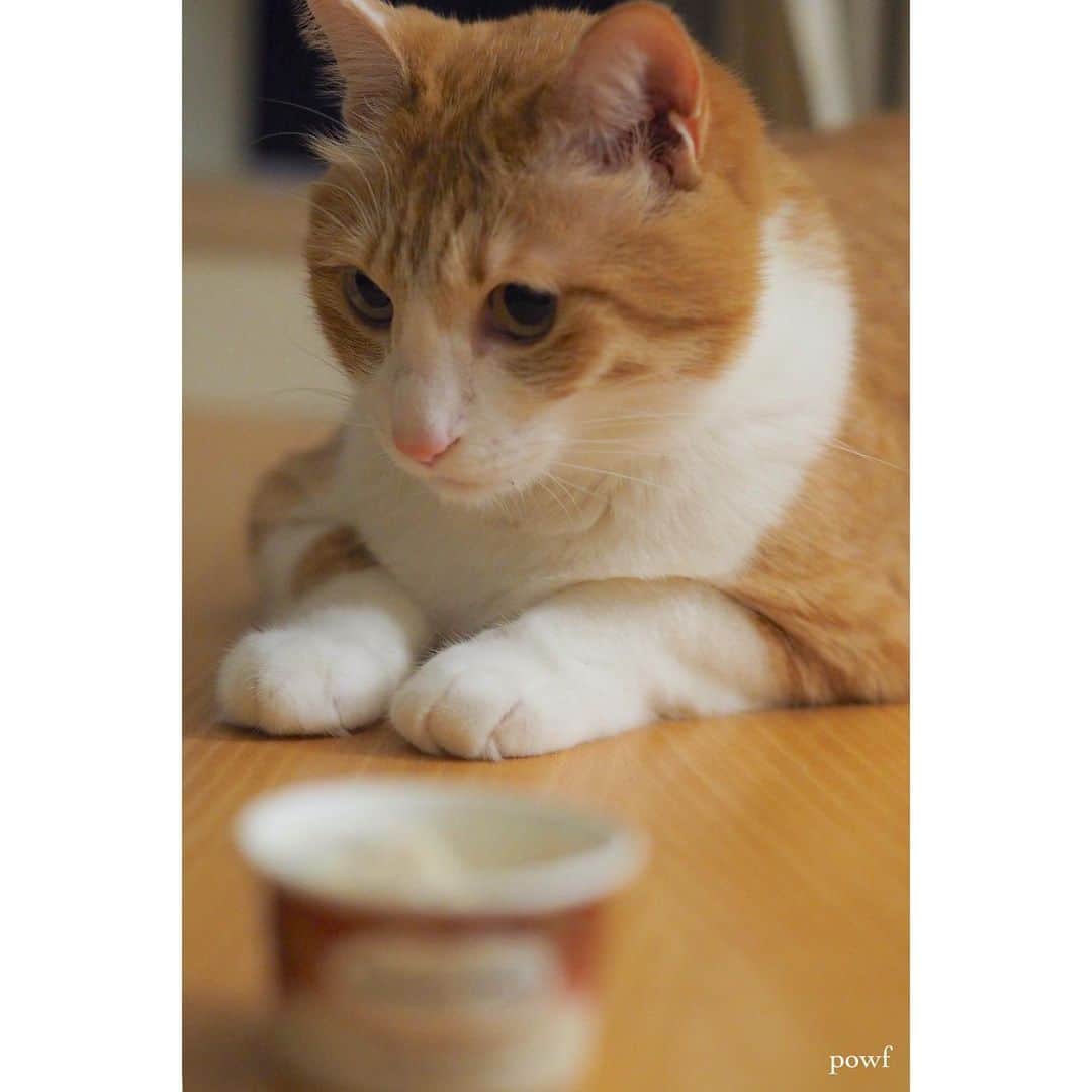 anemone_69のインスタグラム：「. (ニンゲンの食べ物に関しては) 食いしん坊じゃないハカセ。 . …というか、嫌そう😓 . . #ハカセとキョウジュ #茶トラ白 #茶白 #cat #猫 #保護猫 . . .」