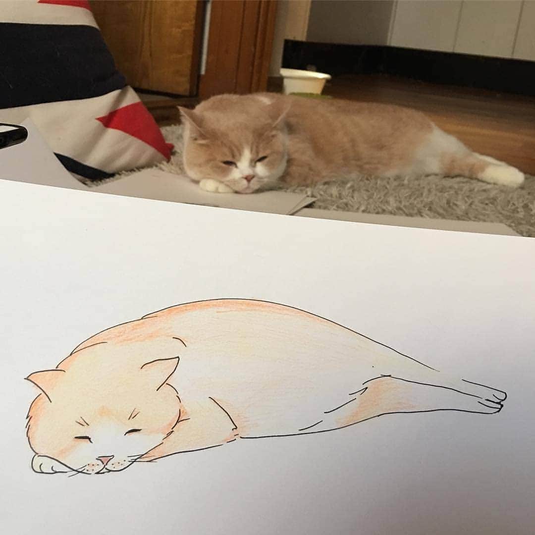 Aww Clubさんのインスタグラム写真 - (Aww ClubInstagram)「Challenge accepted ✍🏼@mr__garu @gobu_the_persian @chal_bernstein @ash_the_british_shorthair @seijohvbc  Draw your cat and remember to tag #drawmeowchallenge to get a chance to be featured  #meowed #drawmeowchallenge #challengeaccepted #wecandraw #meowsterpieces #notbad」6月20日 18時04分 - meowed