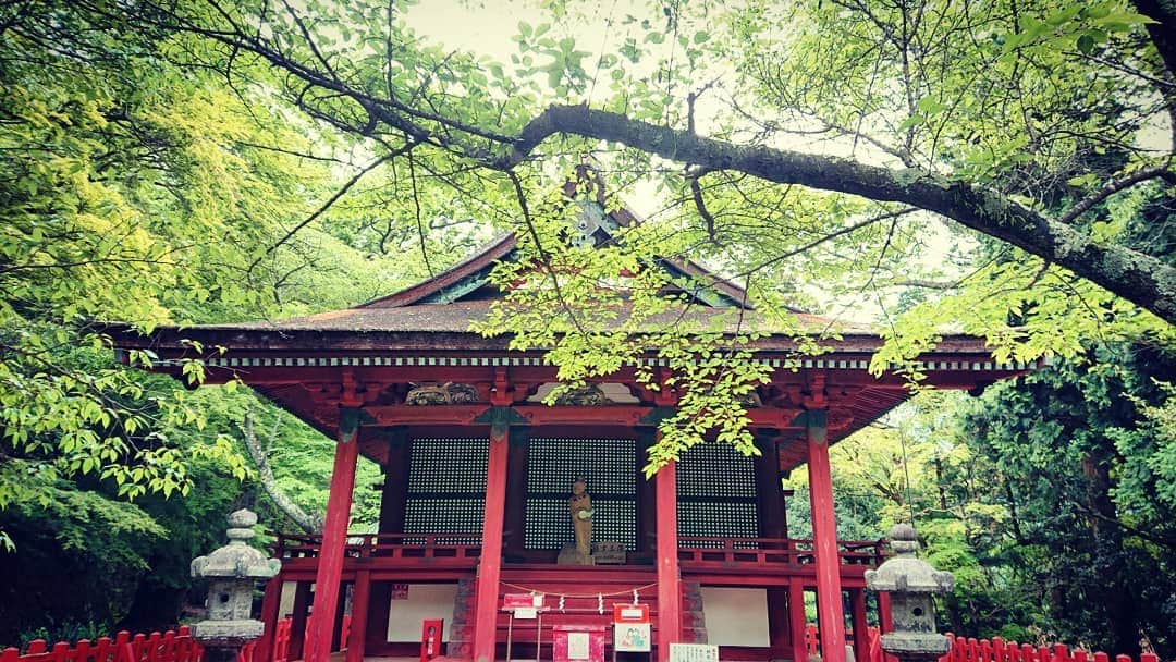 和田益典さんのインスタグラム写真 - (和田益典Instagram)「◆ 新緑の談山神社「拾四」 . 2019年5月18日(土) スマホ撮影 . 「東殿」重文 . 名前の如く、東にある社殿です。 . 東宝庫の近くに有りますよ。 . . おみくじが沢山結ばれていますが、縁結びのスポットとして有名だからのようです。 . 別名「恋神社」とのこと。 . . . #談山神社 #奈良 #大和路 #中臣鎌足 #多武峰 #奈良県 #桜井市 #神社 #桧皮 #東殿 #スマホ写真 #朱色 #vermilion #shrine #green # #灯篭 #文化財 #重文 #重要文化財 #color #縁結び #恋神社 #木造建築 #社殿 #あをによし #photostagram #photo #japan . #わだます寺社巡り . . . なかなか縁のない人は、この社殿だけでも参拝してみては？ (無責任) . .」6月20日 18時07分 - masunori_wada