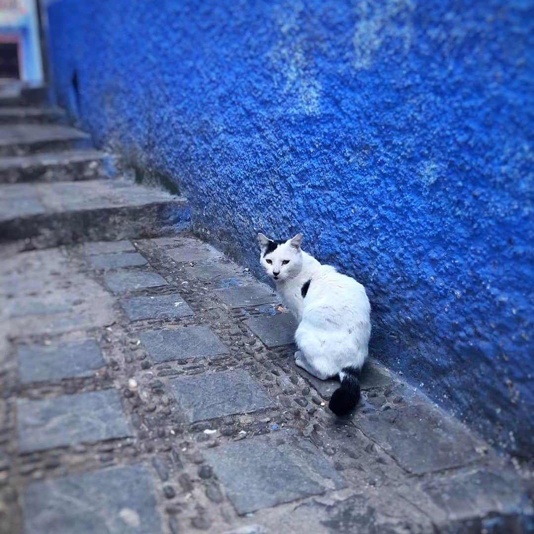 ねこさんのインスタグラム写真 - (ねこInstagram)「モロッコで出会ったねこ🇲🇦 #neko_magazine #ねこ #猫 #ネコ #catstagram #cat #ねこマガジン #NEKONOBA」6月20日 18時42分 - neko_magazine