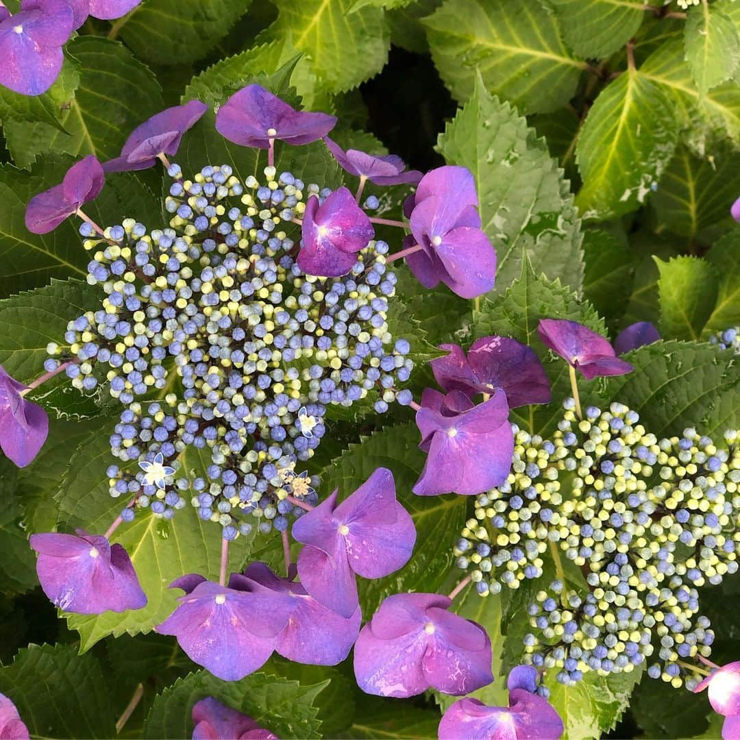 野宮真貴さんのインスタグラム写真 - (野宮真貴Instagram)「東京は夜の七時♪  紫陽花コレクション💠 朝ラン(散歩)のお楽しみ。 そろそろ見頃のピークは過ぎつつあるかな。  #東京は夜の七時 #紫陽花 #💠 #野宮真貴 #missmakinomiya」6月20日 19時00分 - missmakinomiya