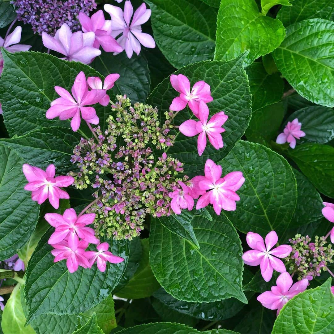 野宮真貴さんのインスタグラム写真 - (野宮真貴Instagram)「東京は夜の七時♪  紫陽花コレクション💠 朝ラン(散歩)のお楽しみ。 そろそろ見頃のピークは過ぎつつあるかな。  #東京は夜の七時 #紫陽花 #💠 #野宮真貴 #missmakinomiya」6月20日 19時00分 - missmakinomiya