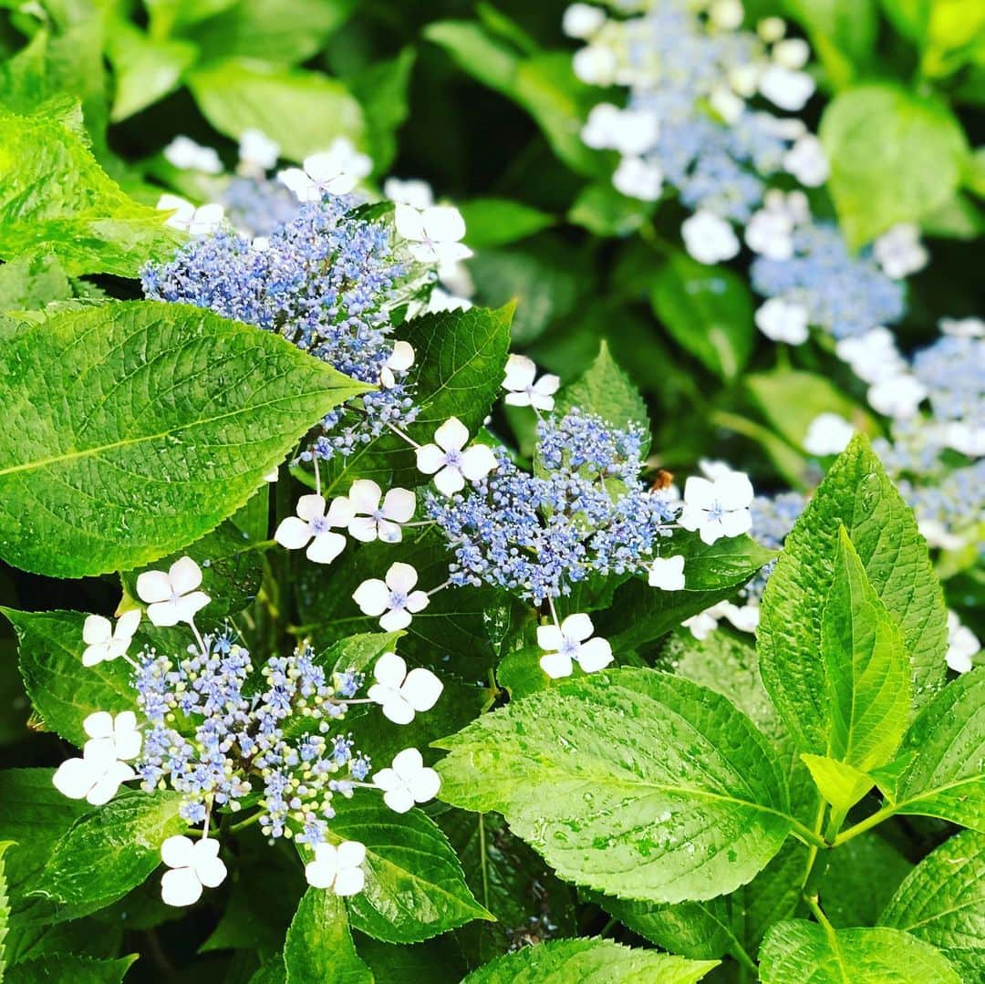 野宮真貴さんのインスタグラム写真 - (野宮真貴Instagram)「東京は夜の七時♪  紫陽花コレクション💠 朝ラン(散歩)のお楽しみ。 そろそろ見頃のピークは過ぎつつあるかな。  #東京は夜の七時 #紫陽花 #💠 #野宮真貴 #missmakinomiya」6月20日 19時00分 - missmakinomiya