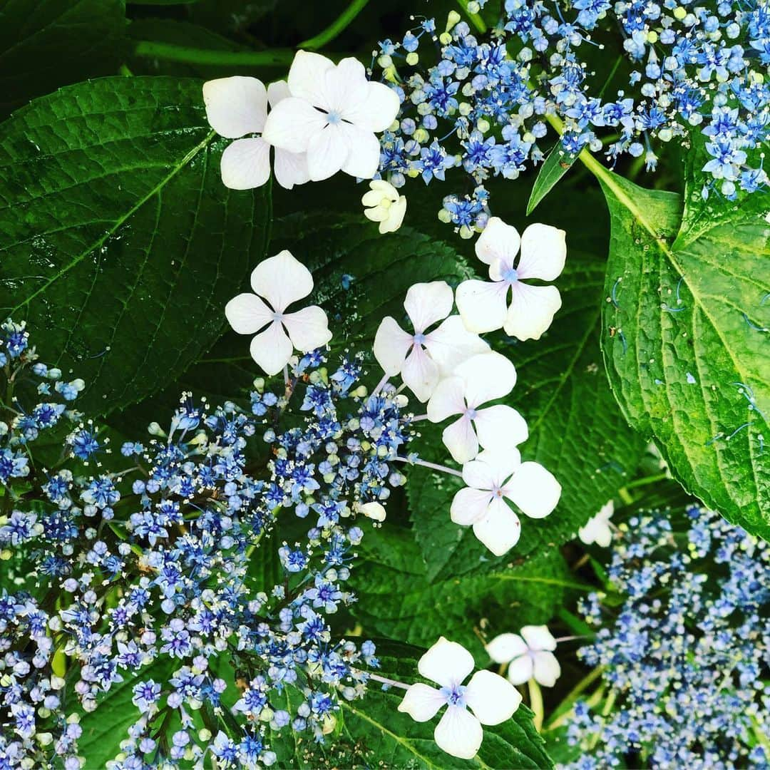 野宮真貴さんのインスタグラム写真 - (野宮真貴Instagram)「東京は夜の七時♪  紫陽花コレクション💠 朝ラン(散歩)のお楽しみ。 そろそろ見頃のピークは過ぎつつあるかな。  #東京は夜の七時 #紫陽花 #💠 #野宮真貴 #missmakinomiya」6月20日 19時00分 - missmakinomiya