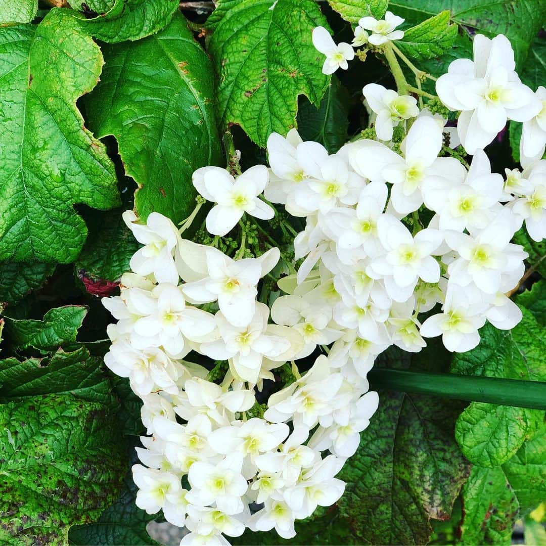 野宮真貴さんのインスタグラム写真 - (野宮真貴Instagram)「東京は夜の七時♪  紫陽花コレクション💠 朝ラン(散歩)のお楽しみ。 そろそろ見頃のピークは過ぎつつあるかな。  #東京は夜の七時 #紫陽花 #💠 #野宮真貴 #missmakinomiya」6月20日 19時00分 - missmakinomiya