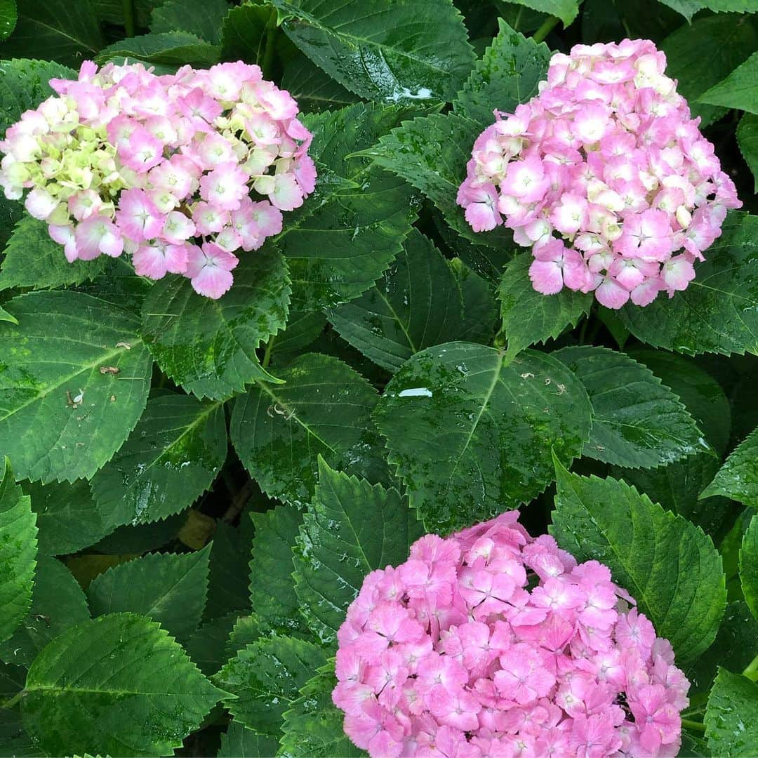 野宮真貴さんのインスタグラム写真 - (野宮真貴Instagram)「東京は夜の七時♪  紫陽花コレクション💠 朝ラン(散歩)のお楽しみ。 そろそろ見頃のピークは過ぎつつあるかな。  #東京は夜の七時 #紫陽花 #💠 #野宮真貴 #missmakinomiya」6月20日 19時00分 - missmakinomiya