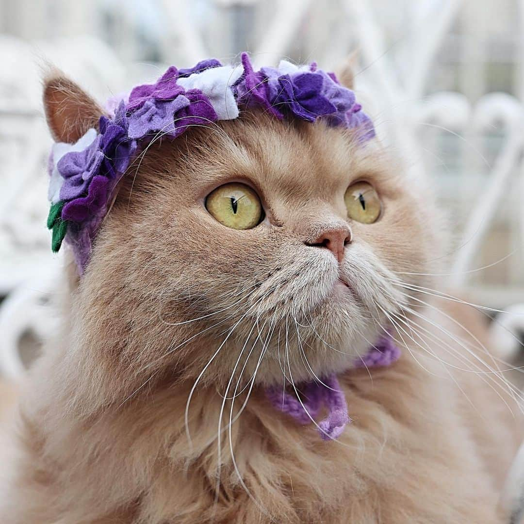 ベルさんのインスタグラム写真 - (ベルInstagram)「❁ hydrangea fairy ❁︎ まんまる紫陽花の妖精ちゃんたち . ①② #すずちゃん ③④ #ベルちゃん 🏵 今日は @nyanstagram.calico あいちゃんの #ふわ20祭 みんにゃ💕お祭りで一緒に遊んでにゃ🎵 🏵 @ipet__ins #ipet #今日のうちの子🐶🐱 #花とうちの子 @miawmiaw_series  #夏猫miawmiaw2019 #猫八写真クラブ展2019 #ペトラフ #ペトラフドアップ #猫ちゃん自慢_アミーゴ #animalabo #いやしネコ大賞 #ベストキャットオーディション #ビューティープロコンテスト @beautypro_contest #this_is_mylifeな1枚  #kissカメラ #anan動物 #サンデイ #リビング兵庫ペット #朝ワンコ夕ニャンコ #らぶにゃんるうむ #cats_of_instagram #catsofinstagram #club_of_cats #9gagcute #topmeowdels 🏵 #ベルすずリンちゃんなりきりシリーズ . NAME : Bell  ベル Breed : minuet  ミヌエット 🎂 : 2016.5.15  3歳 ・ NAME : Suzu すずちゃん Breed : Scottish fold スコティッシュフォールド 🎂 : 2018.3.21 1歳」6月20日 19時11分 - ricorico_rico