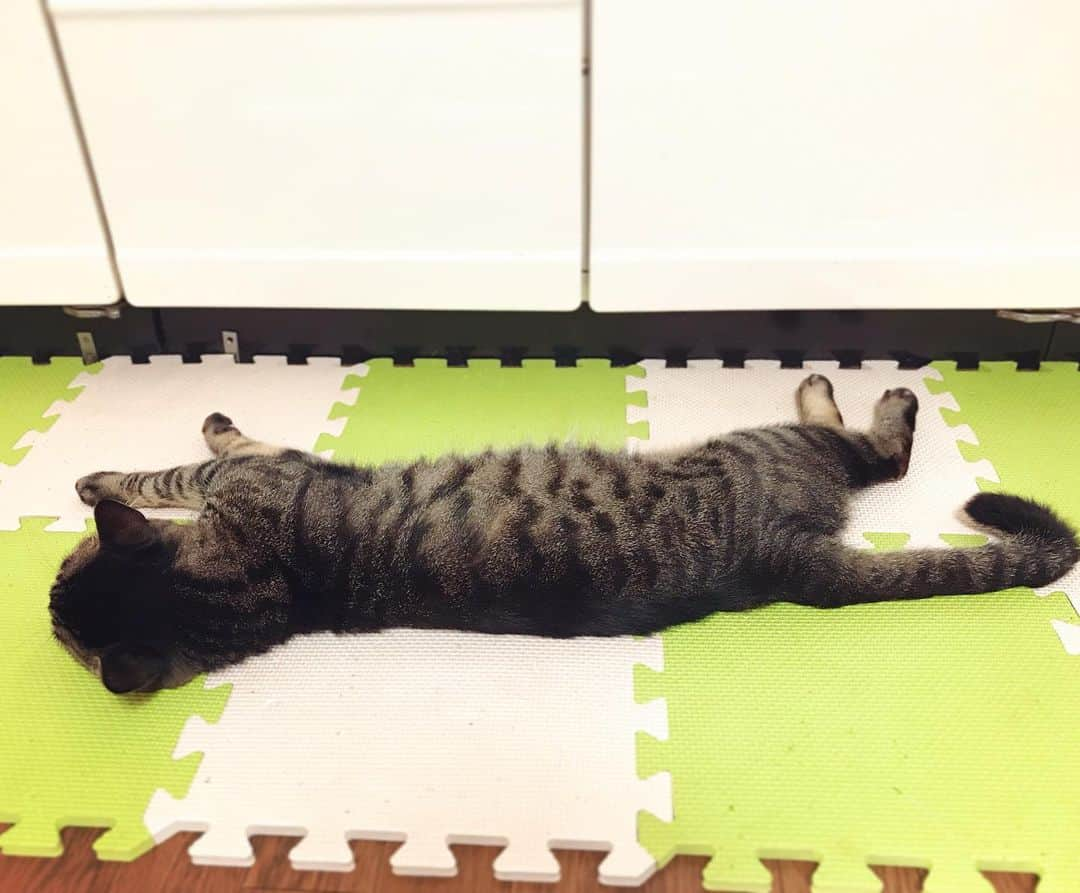 Musashiさんのインスタグラム写真 - (MusashiInstagram)「夕方ムサシさん。今日も暑かったね。lie down. #musashi #mck #cat #キジトラ #ムサシさん #ねこすたぐらむ #musashi_the_cat」6月20日 19時13分 - _daisy