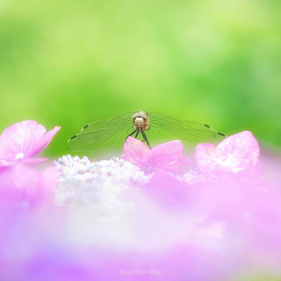 コサさんのインスタグラム写真 - (コサInstagram)「トンボって紫陽花にも止まるんですね 羽の透明感がパネー🤩 . Location:兵庫 Hyogo / Japan Data:2019.6.18 . #art_of_japan_ #tokyocameraclub #dpj_member #team_jp_ #IG_PHOS #photo_jpn #ptk_japan #pt_life_ #bestjapanpics #Lovers_Nippon #Japan_Daytime_View #IGersJP #はなまっぷ #inspiring_shot #colore_de_saison #ブライトリング陸 #japan_great_view #special_spot_member #sorakataphoto  #LBJ_members #light_nikon #Rox_Captures #kf_gallery_vip #japan_of_insta #nipponpic_member #広がり同盟メンバー #ファインダー越しの私の世界 #wp_flowers #bestphoto_japan #s_shot」6月20日 19時27分 - kosa_photo