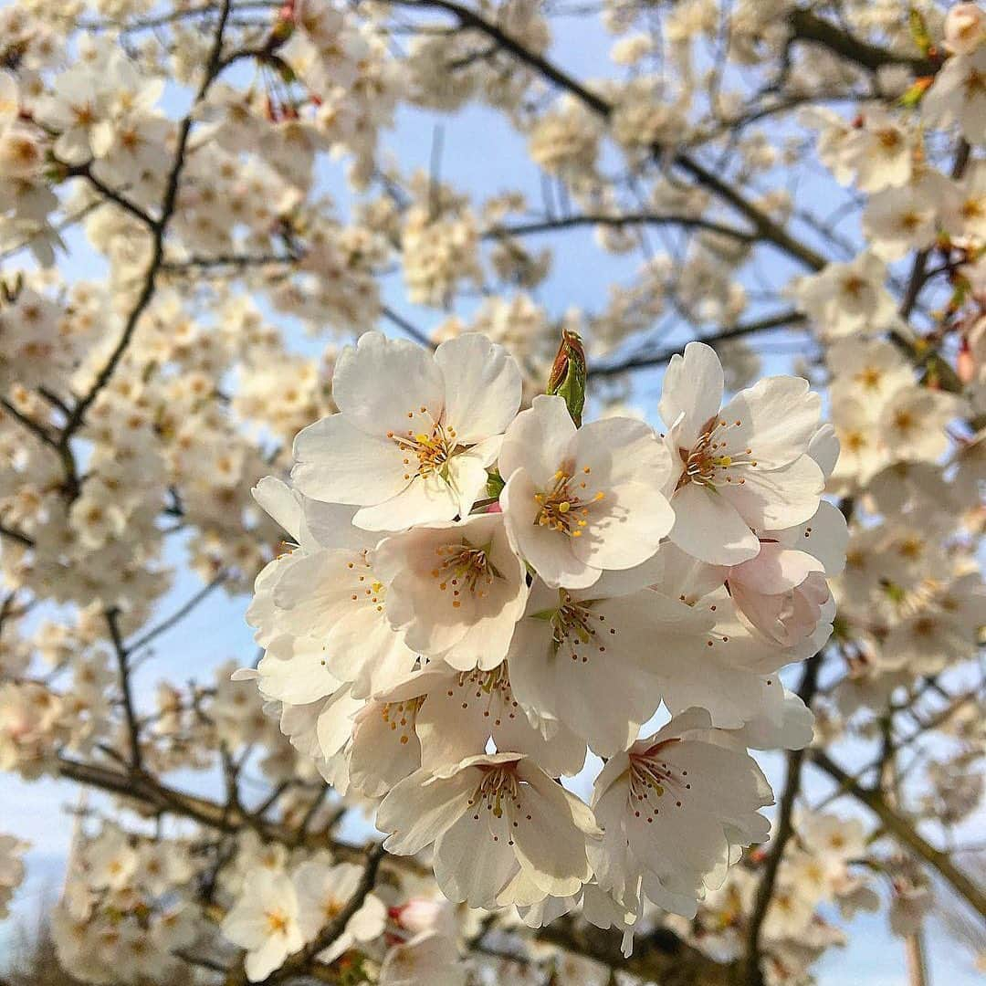 pomeloさんのインスタグラム写真 - (pomeloInstagram)「Pomelo Cover | You must endure a tough winter so you can really appreciate the spring. A photo that inspires the beauty of spring. Follow 👉@carovillalta for more of her photos. We hope you're enjoying our Pomelo Cover  and comment with “LIKE" if you want to see more! #pomelocamera #pomeloapp #photographer #spring  #photography #artistic #instagood #thursday #sakura #tree #flower #winter」6月20日 19時26分 - pomelocam