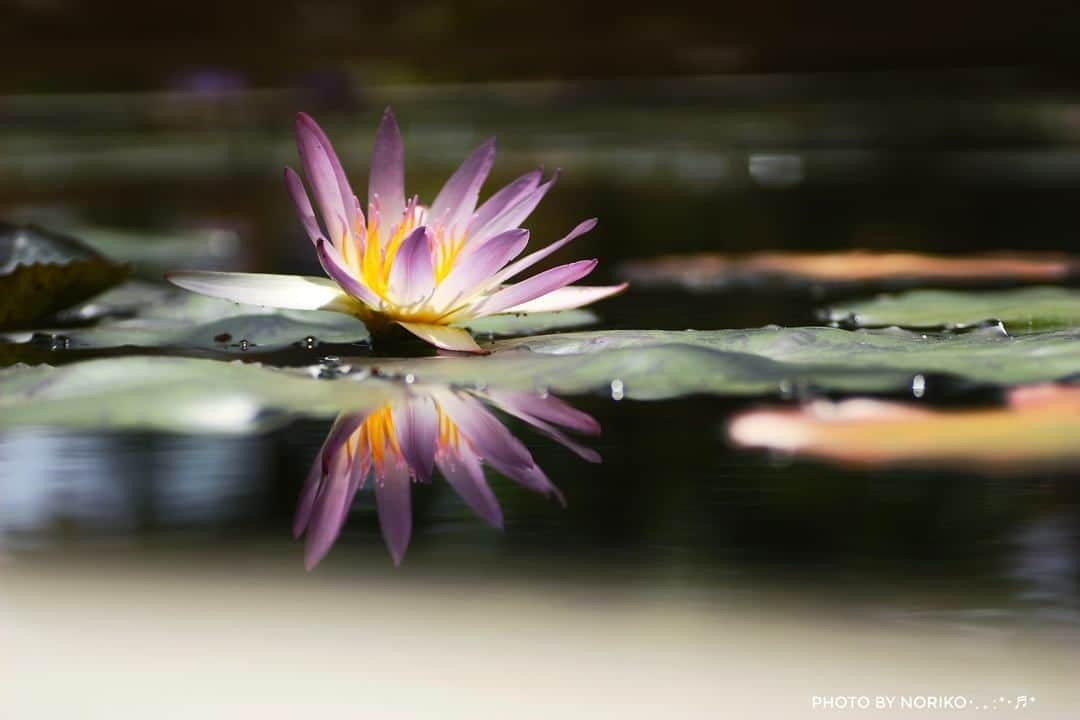 花の写真館のインスタグラム：「Photo by Noriko Sugimoto.⠀ https://www.facebook.com/noriko.sugimoto.921⠀ .⠀ Original Post[投稿頂いたURL]⠀ https://www.facebook.com/photo.php?fbid=1111012439085842⠀ .⠀ 本アカウントは、 #私の花の写真 をつけてInstagramに投稿された皆さまの花の写真や、「花の写真館」Facebookページで投稿された花の写真を紹介します。⠀ 「花の写真館」Facebookページは、「 @floral.photograph 」のプロフィールにあるURLからご覧ください。⠀ .⠀ #花の写真館 #floralphotograph #floralphoto #flower #flowers #富士フイルム #FUJIFILM⠀ Follow: @floral.photograph」