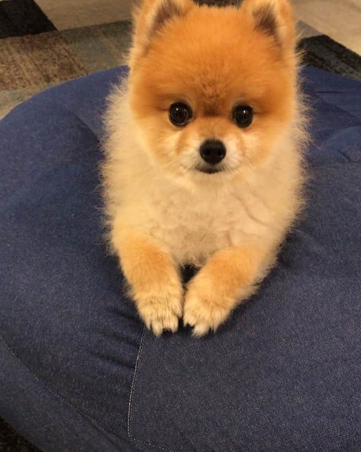 RIO POMEのインスタグラム：「お散歩期待中💕 〜の  待ってました❣️ その言葉💕  #ポメラニアン #pomeranian  #犬 #dog #dogstagram#doglover #愛犬 #わんこ #ポメラニアン大好き #ポメラニアンが世界一可愛い #pom #ぽめらにあん #ポメ#pomeraniansofinstagram  #pomeranianlove #ふわもこ部 #いぬバカ部 #癒しわんこ#instapic#pomstagram #puppy #dogsofinstagram #cute#cutedog」